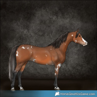 Horse Color:White Spotted Bay Splash