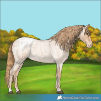 Horse Color:Red Roan Appaloosa 