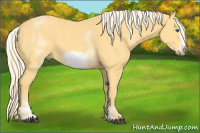 Horse Color:White Spotted Palomino Frame