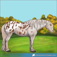 Horse Color:Chestnut Splash Appaloosa 