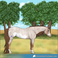 Horse Color:Liver Red Roan Pearl Frame 