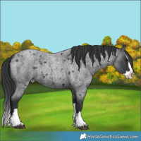 Horse Color:Blue Roan Splash
