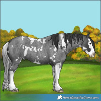 Horse Color:White Spotted Blue Roan Splash 