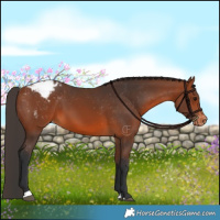 Horse Color:Bay Appaloosa 