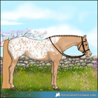 Horse Color:Chestnut Appaloosa 