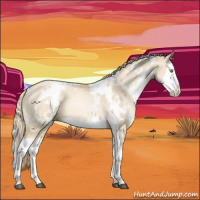 Horse Color:White Spotted Red Dun Pearl Splash 