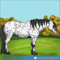 Horse Color:Black Appaloosa