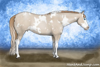Horse Color:White Spotted Grullo Pearl Splash 
