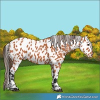 Horse Color:Bay Appaloosa