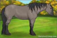 Horse Color:Grullo Rabicano