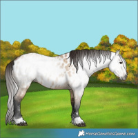 Horse Color:Gray Bay Dun Appaloosa 