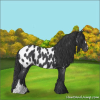 Horse Color:Blue Roan Appaloosa 