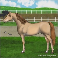 Horse Color:Red Dun 