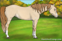 Horse Color:Red Dun Splash 