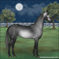 Horse Color:Gray Black 