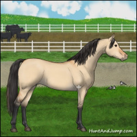 Horse Color:Bay Dun 