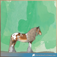 Horse Color:Chocolate Palomino Tobiano Appaloosa