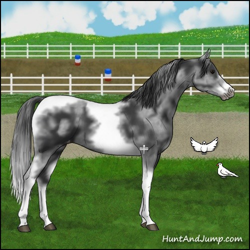 Horse Color:White Spotted Black Splash Tobiano Frame Appaloosa 