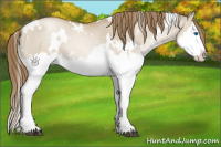 Horse Color:White Spotted Grullo Pearl Splash 