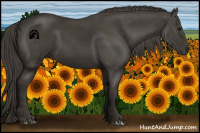 Horse Color:Smoky Black 