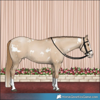 Horse Color:White Spotted Grullo Pearl Splash