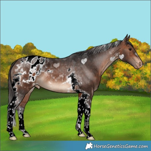 Horse Color:Brown Tobiano Appaloosa 