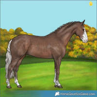 Horse Color:Silver Black Sabino 