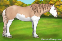 Horse Color:Gold Champagne Splash 