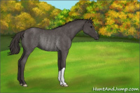 Horse Color:Smoky Blue Roan Rabicano 