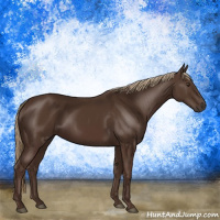 Horse Color:Liver Chestnut 