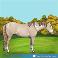 Horse Color:White Spotted Grullo Pearl Splash 