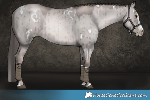 Horse Color:Platinum White Spotted Red Dun Pearl Splash Brindle 