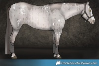Horse Color:Platinum White Spotted Red Dun Pearl Splash Brindle