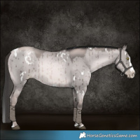 Horse Color:Platinum White Spotted Red Dun Pearl Splash Brindle 