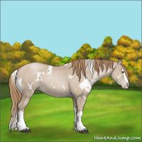 Horse Color:White Spotted Grullo Pearl Splash 