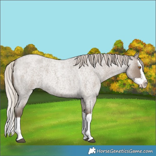 Horse Color:Silver Grullo Roan Splash Rabicano 