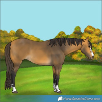 Horse Color:Buckskin 
