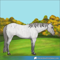 Horse Color:Grullo Roan Varnish 