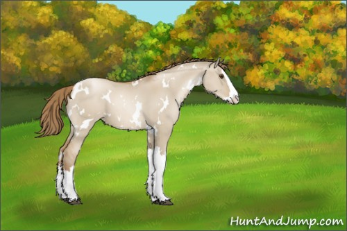 Horse Color:White Spotted Grullo Pearl Splash 