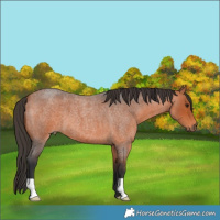 Horse Color:Bay Roan 