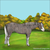 Horse Color:Blue Roan Sabino Splash  and Silver Blue Roan Sabino Splash 