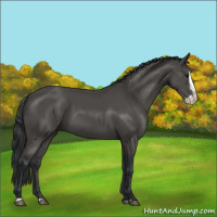 Horse Color:Black Splash 