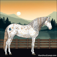Horse Color:Palomino Appaloosa  and Chestnut Appaloosa 