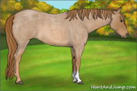 Horse Color:Red Roan 