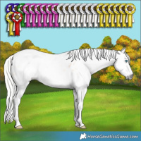 Horse Color:Gray Silver Perlino Splash Appaloosa 