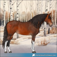 Horse Color:Bay Tobiano Frame 