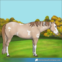 Horse Color:White Spotted Grullo Pearl Splash 