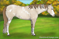 Horse Color:White Spotted Grullo Pearl Splash 