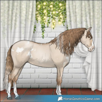 Horse Color:White Spotted Grullo Pearl Splash 