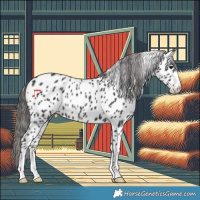 Horse Color:Black Near Leopard Rabicano 